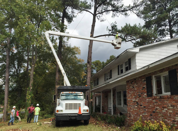 Best Tree Cabling and Bracing  in Walthourville, GA