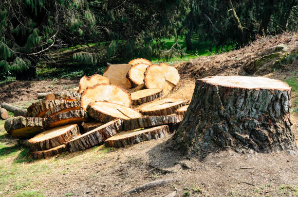 Professional Tree Removal Services in Walthourville, GA